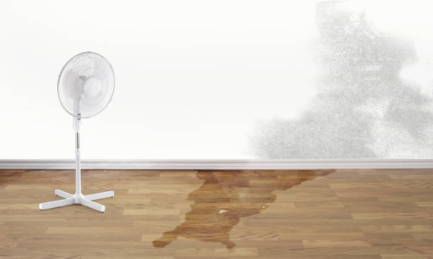 Best Carpet water damage restoration  in Brighton, MI