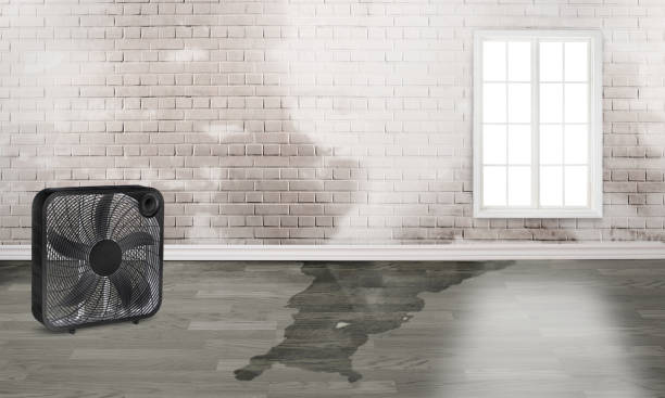 Best Water damage cleanup near me  in Brighton, MI